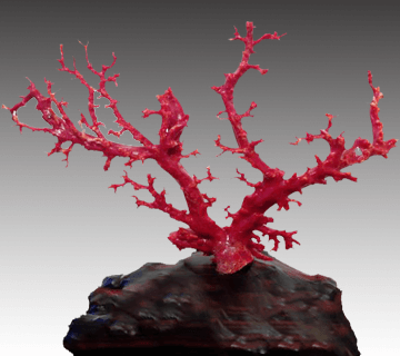 珊瑚の原木